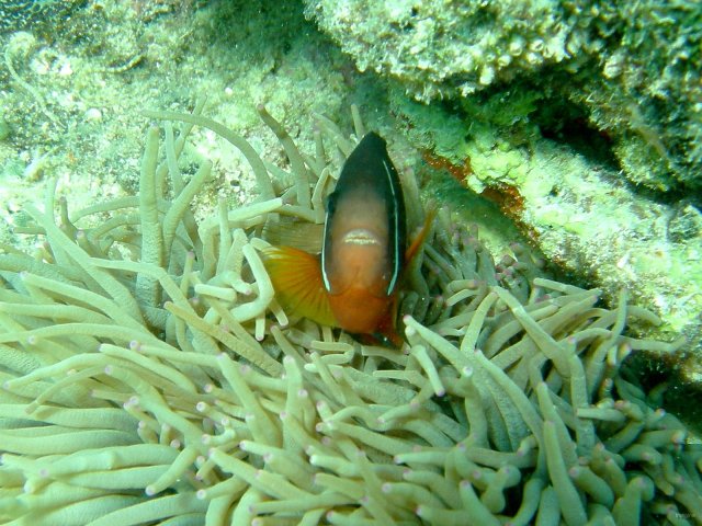 34- Poisson-clown dans son anemone 
